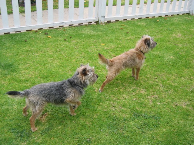 Remus and Romulus